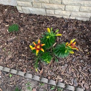 Meet your Posher, Brigitte